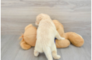 Energetic Labrapoo Poodle Mix Puppy