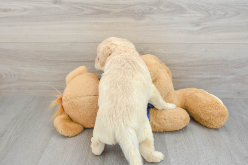 Meet Seinfeld - our Mini Labradoodle Puppy Photo 2/3 - Premier Pups