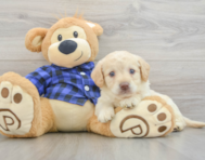 7 week old Mini Labradoodle Puppy For Sale - Premier Pups