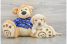 Mini Labradoodle Puppy for Adoption