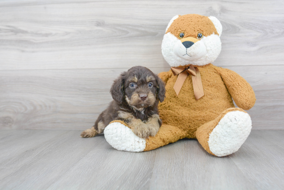 Little Labrador Poodle Mix Puppy