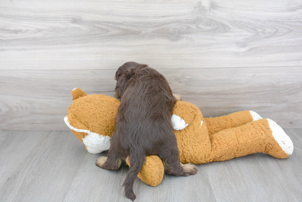 Petite Mini Labradoodle Poodle Mix Pup