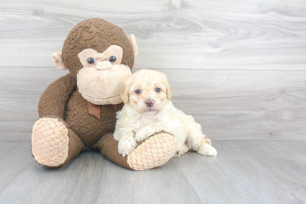 Funny Mini Labradoodle Poodle Mix Pup