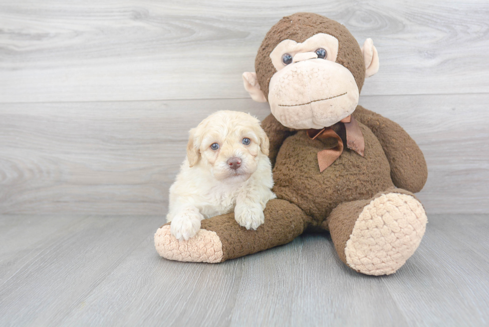 Friendly Mini Labradoodle Baby