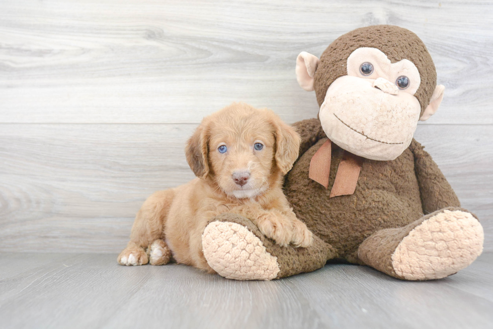 Mini Labradoodle Pup Being Cute