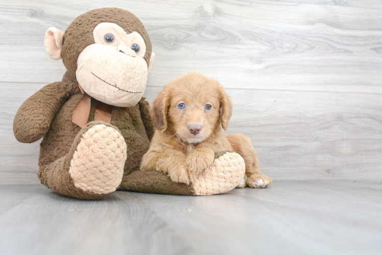 Mini Labradoodle Puppy for Adoption