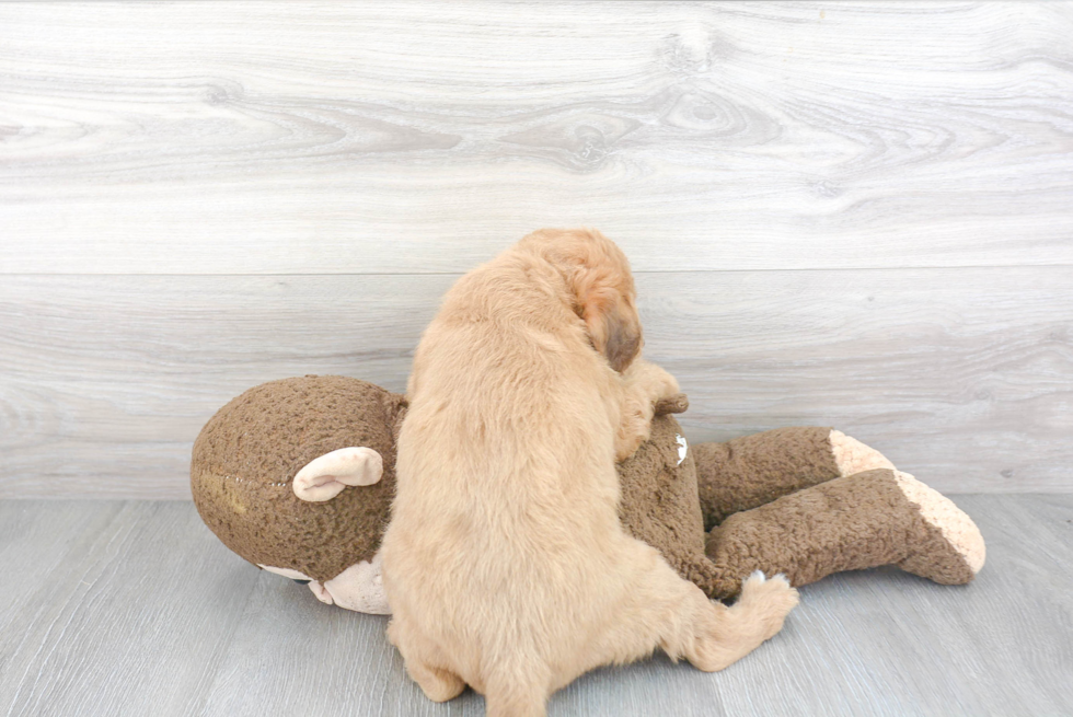 Sweet Mini Labradoodle Baby