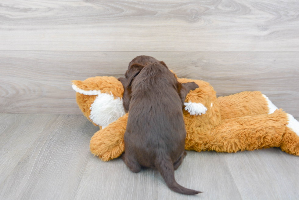 Best Mini Labradoodle Baby