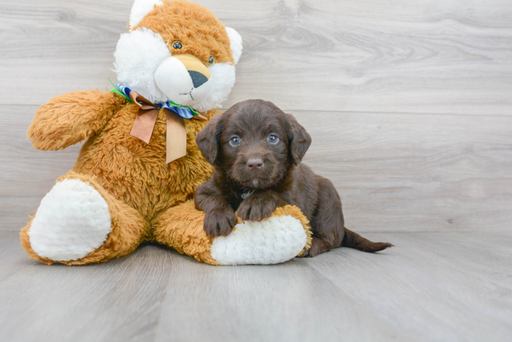 Best Mini Labradoodle Baby