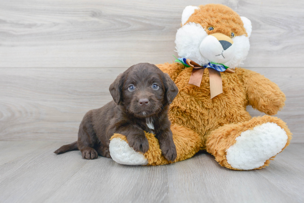 Best Mini Labradoodle Baby