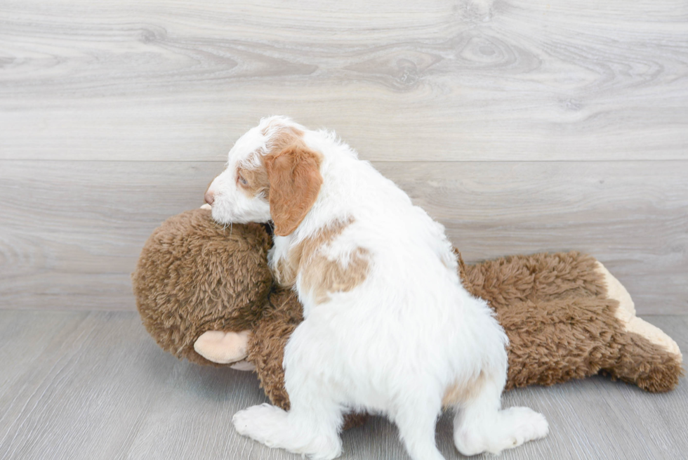 Best Mini Labradoodle Baby