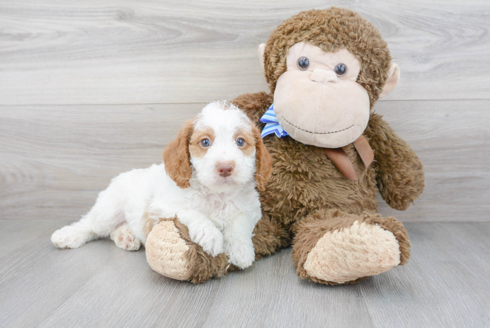 Mini Labradoodle Puppy for Adoption