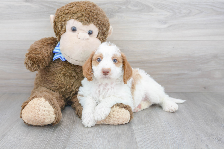 Mini Labradoodle Pup Being Cute