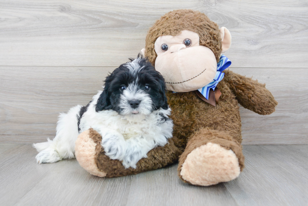 Cute Mini Labradoodle Poodle Mix Pup