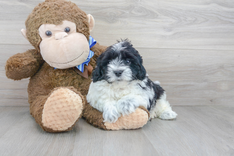 Mini Labradoodle Pup Being Cute