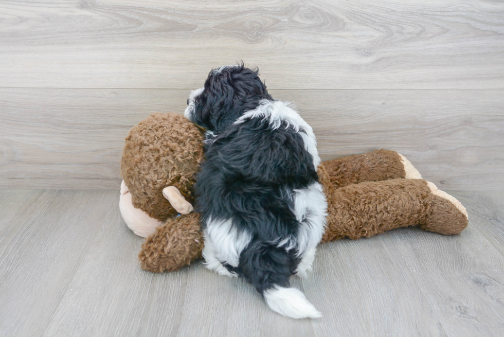 Cute Mini Labradoodle Poodle Mix Pup