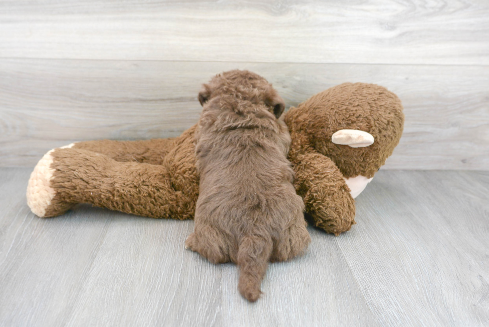 Mini Labradoodle Puppy for Adoption