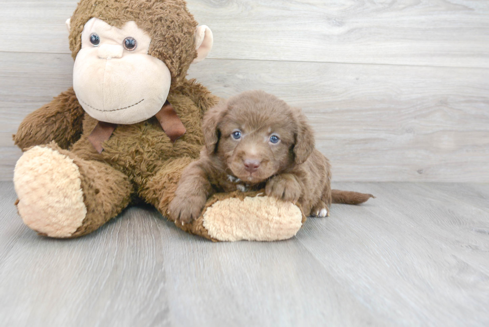 Best Mini Labradoodle Baby