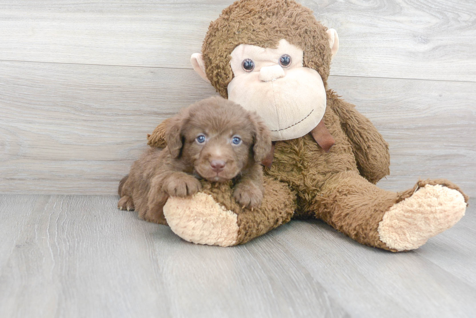 Mini Labradoodle Puppy for Adoption