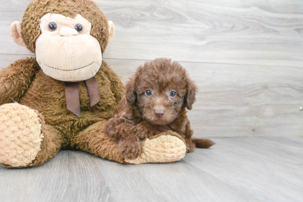 Small Mini Labradoodle Baby