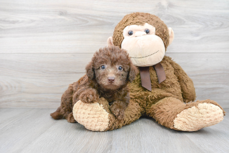 Playful Labrador Poodle Mix Puppy