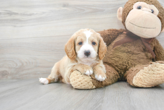 Friendly Mini Labradoodle Baby