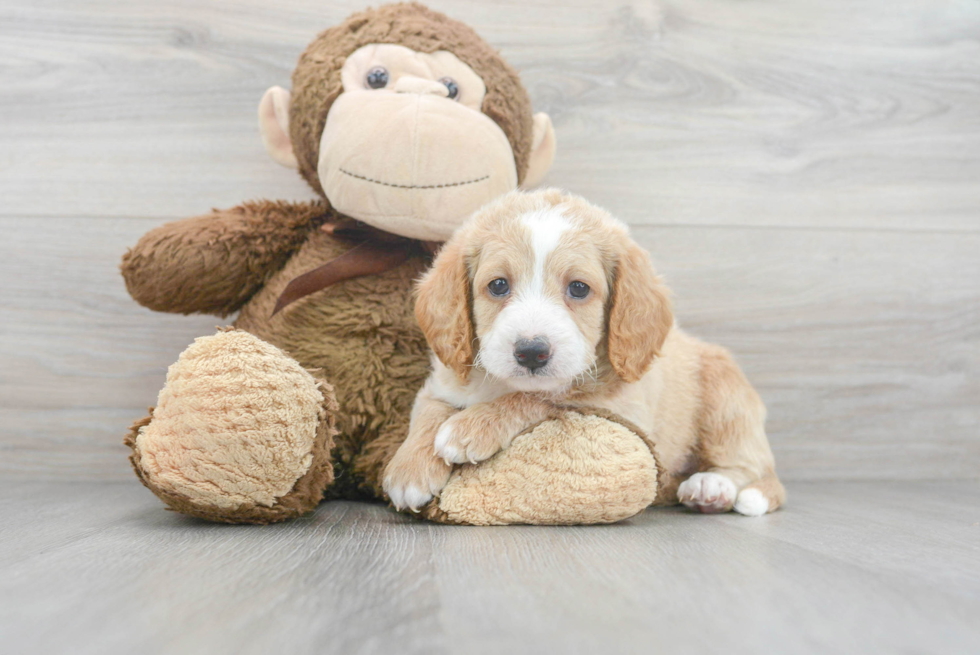 Cute Mini Labradoodle Baby