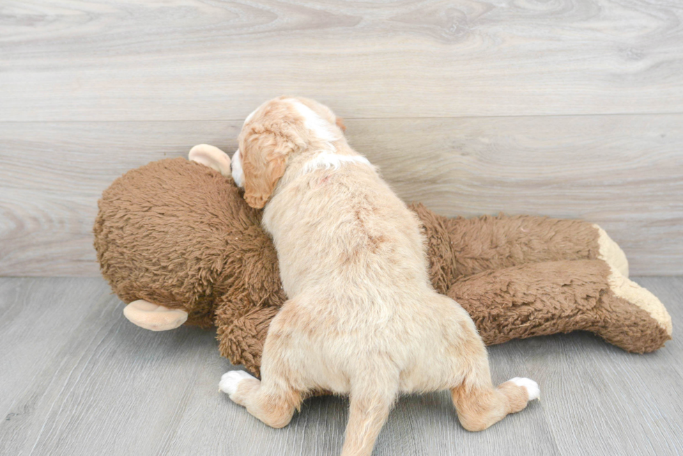 Adorable Labrador Poodle Mix Puppy