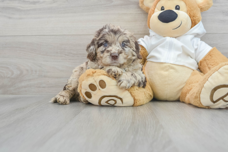 Mini Labradoodle Puppy for Adoption