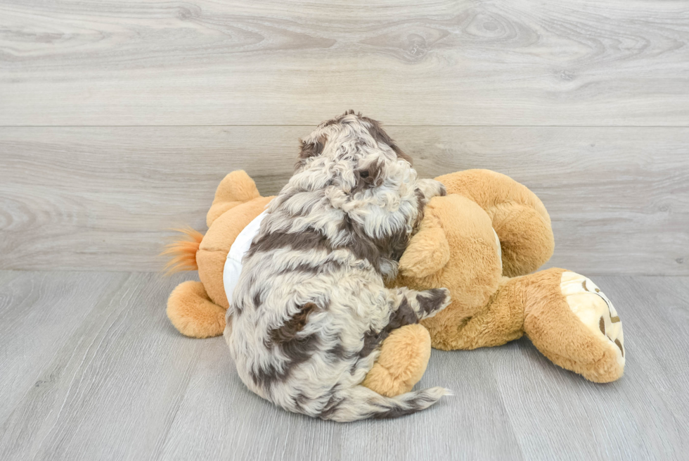 Smart Mini Labradoodle Poodle Mix Pup