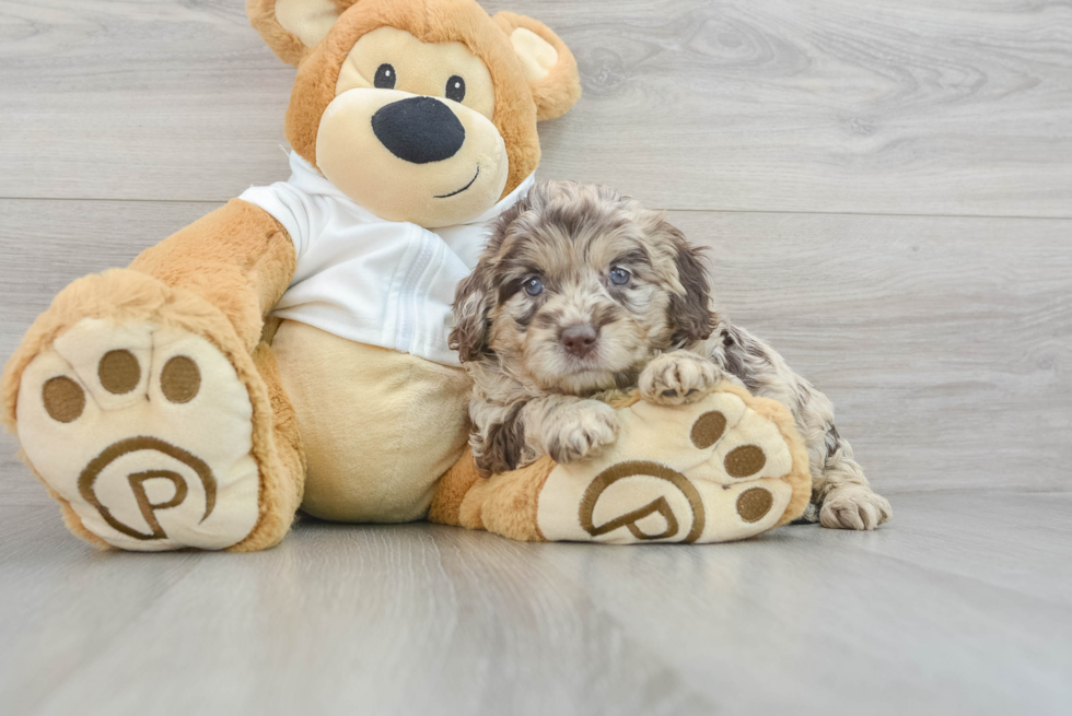 Energetic Labrador Poodle Mix Puppy