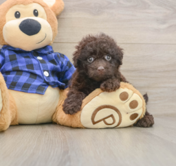 7 week old Mini Labradoodle Puppy For Sale - Premier Pups
