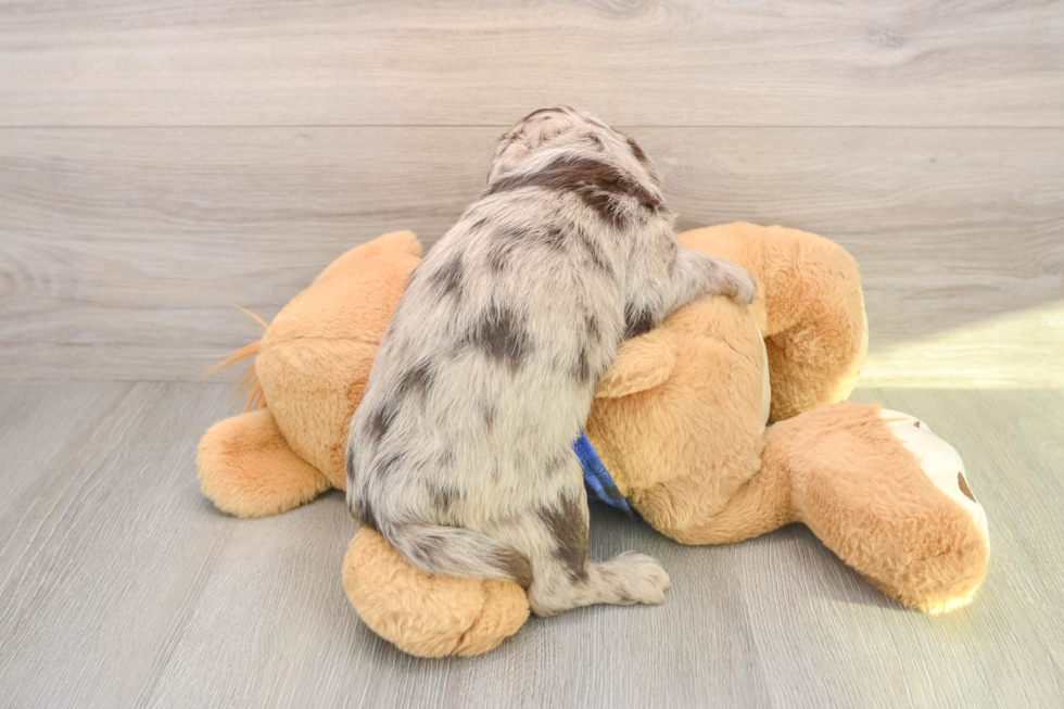 Mini Labradoodle Puppy for Adoption