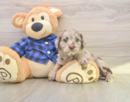 6 week old Mini Labradoodle Puppy For Sale - Premier Pups