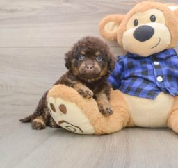 8 week old Mini Labradoodle Puppy For Sale - Premier Pups