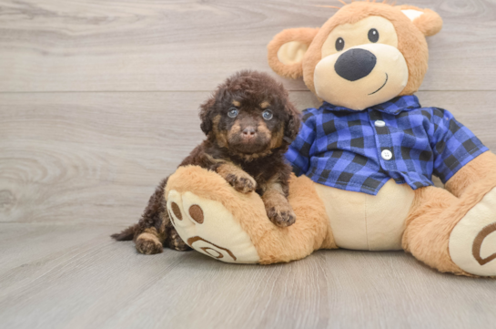 Mini Labradoodle Puppy for Adoption