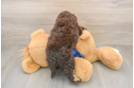 Playful Labrapoo Poodle Mix Puppy