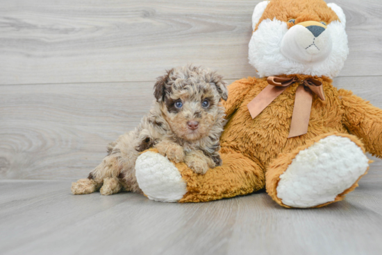 Sweet Mini Labradoodle Baby