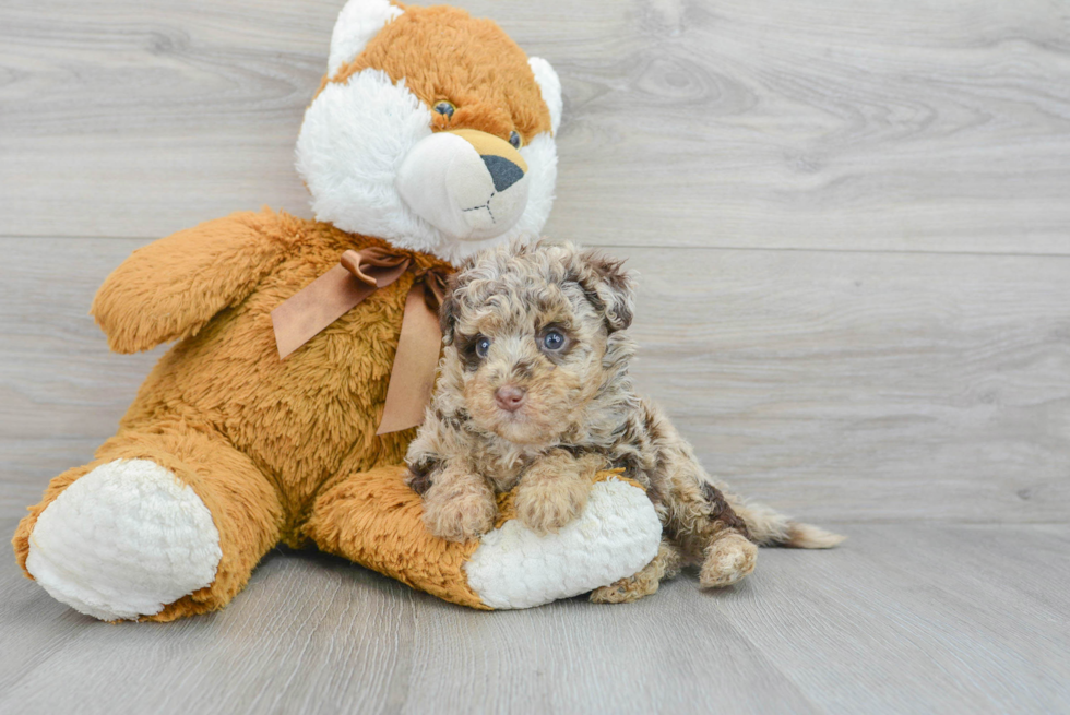 Mini Labradoodle Puppy for Adoption