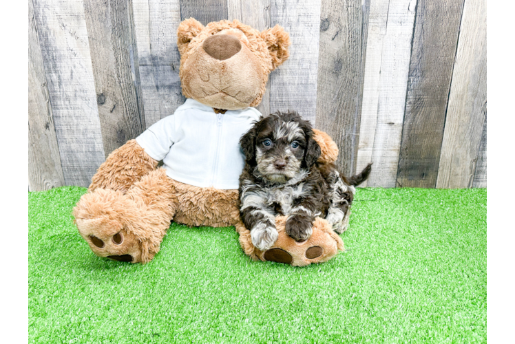 Mini Labradoodle Pup Being Cute