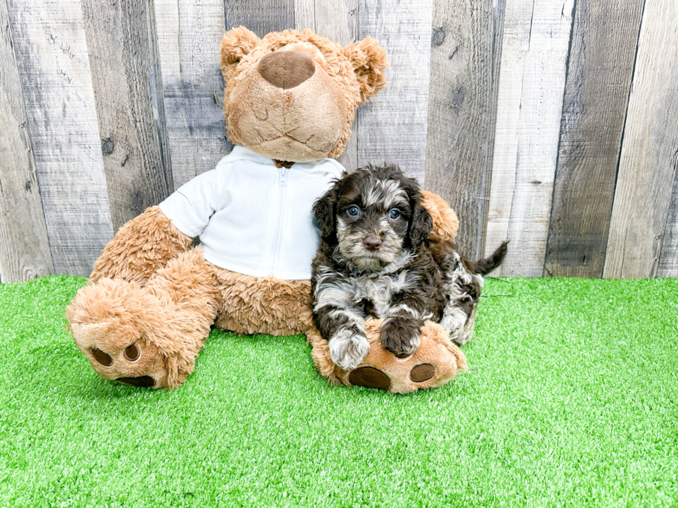 Mini Labradoodle Pup Being Cute