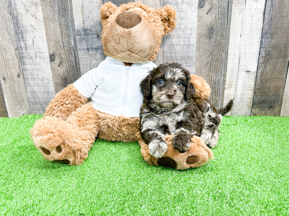 Mini Labradoodle Puppy for Adoption