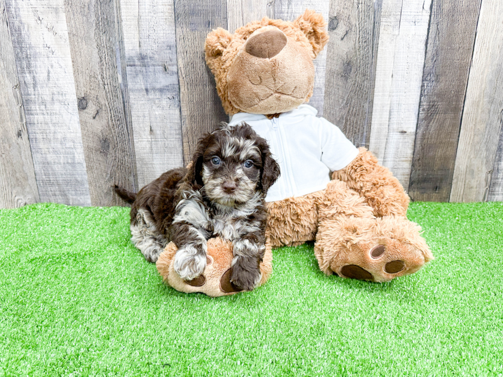 Mini Labradoodle Pup Being Cute