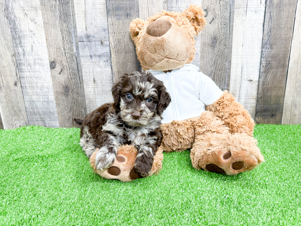 Adorable Labrador Poodle Mix Puppy