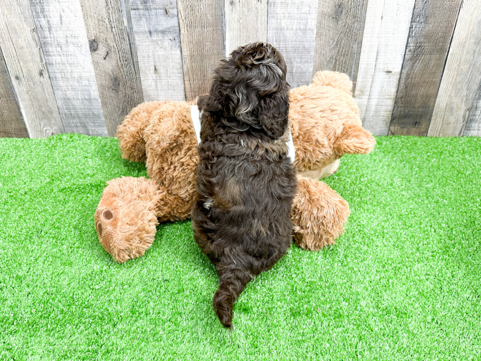 Best Mini Labradoodle Baby