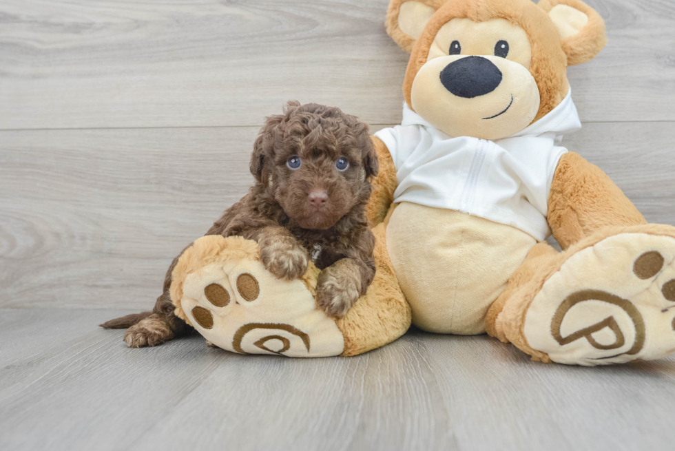 Playful Labrador Poodle Mix Puppy