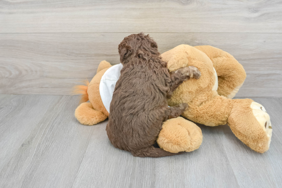 Fluffy Mini Labradoodle Poodle Mix Pup