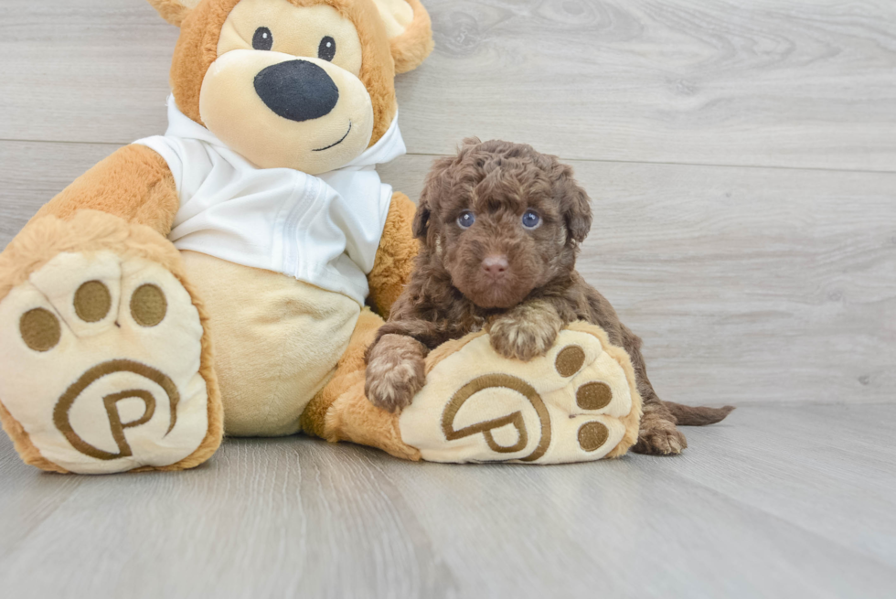 Best Mini Labradoodle Baby