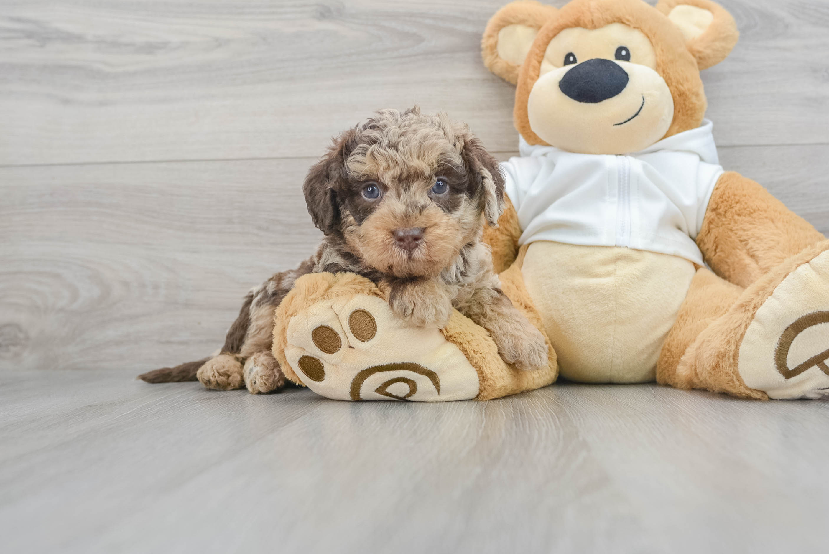 Mini Labradoodle Pup Being Cute