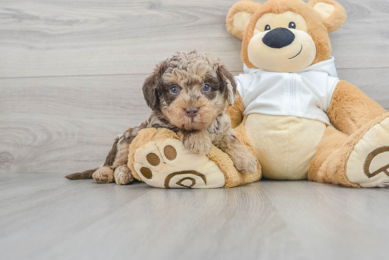 Mini Labradoodle Pup Being Cute